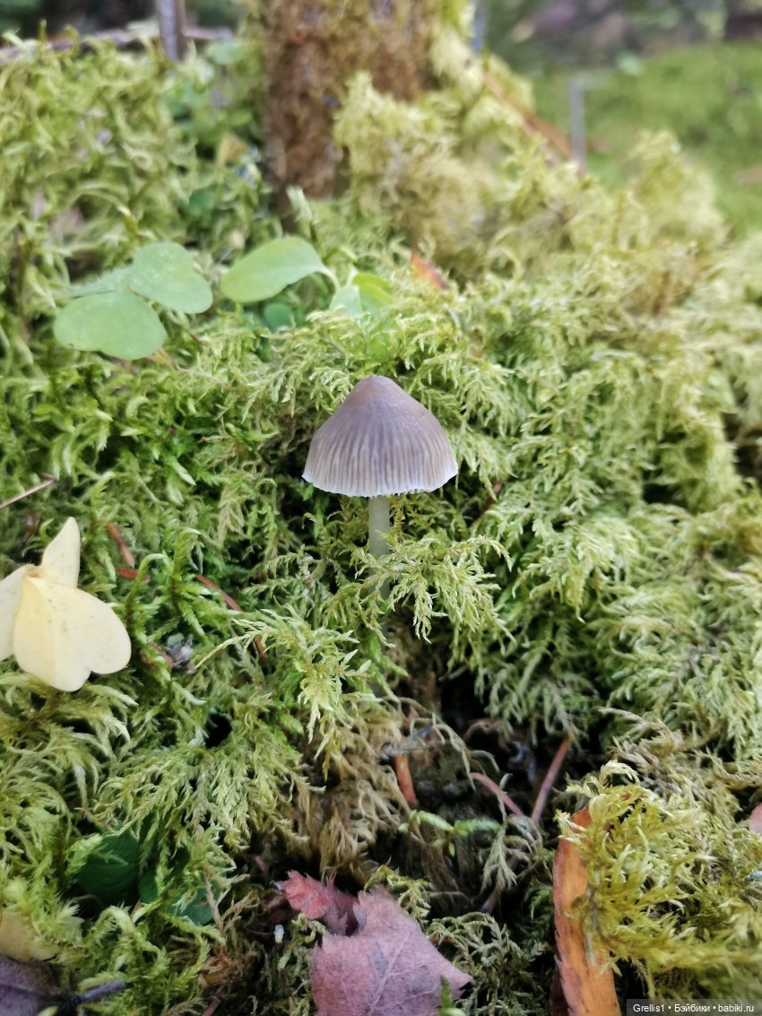 "Осенняя феерия" - 2022. "Феи осеннего леса"