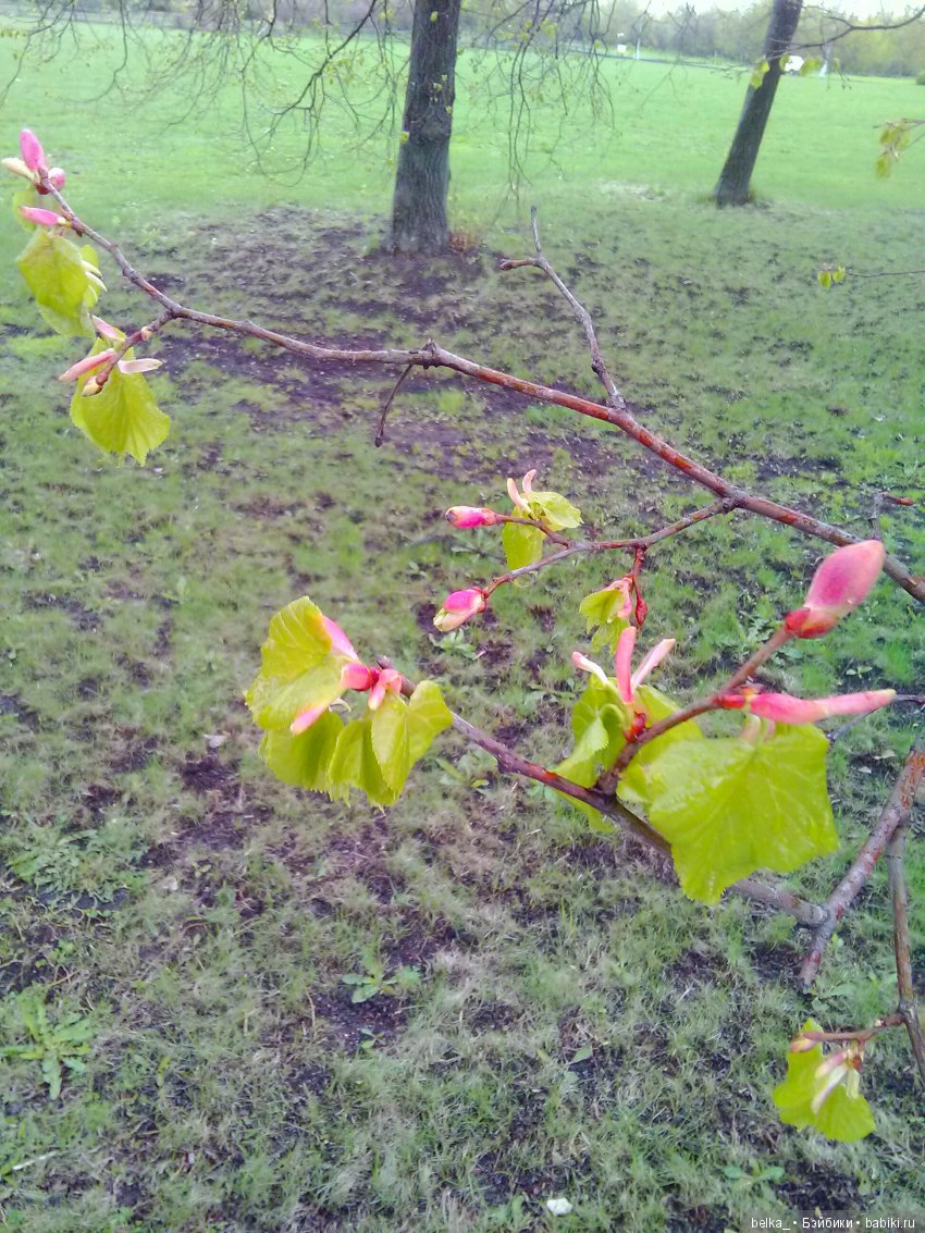 Весенний - май 2017 — Фотоистории с куклами BJD (БЖД): сериалы