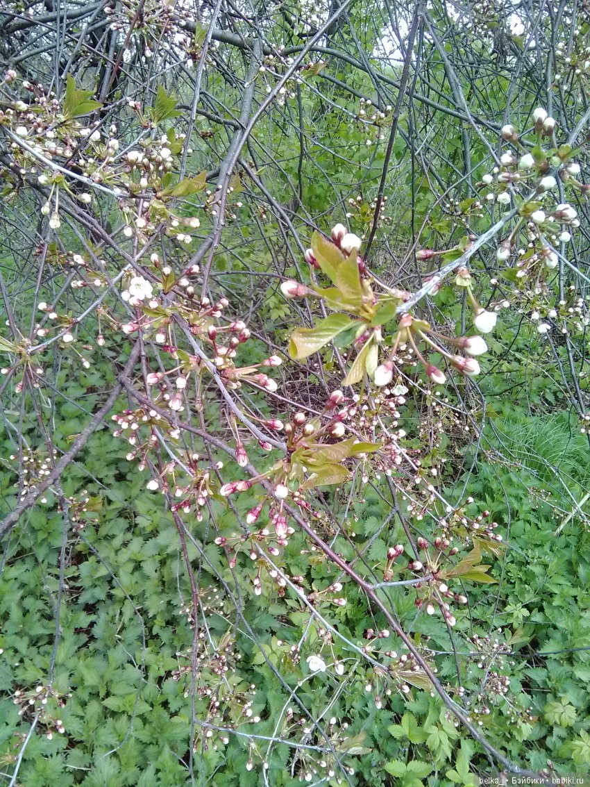 Весенний - май 2017 — Фотоистории с куклами BJD (БЖД): сериалы