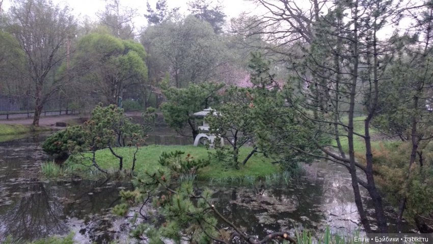 Цветение сакуры в японском саду. Прогуляемся (фото 3)