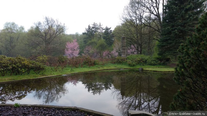 Цветение сакуры в японском саду. Прогуляемся (фото 4)