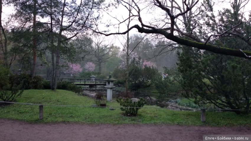 Цветение сакуры в японском саду. Прогуляемся (фото 2)
