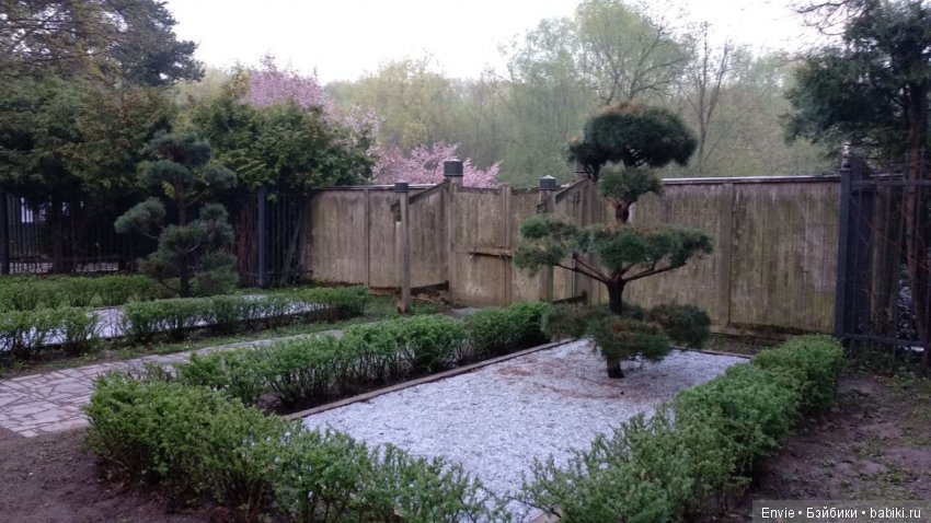 Цветение сакуры в японском саду. Прогуляемся