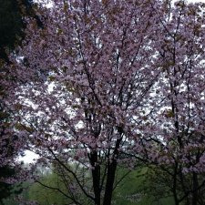 Цветение сакуры в японском саду. Прогуляемся?