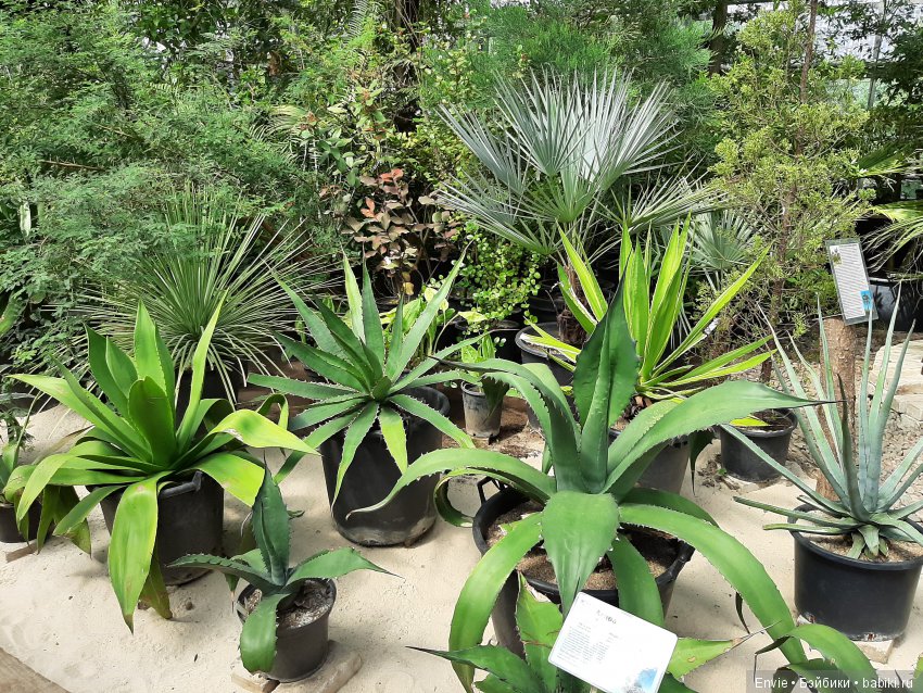 Фондовая оранжерея Главного ботанического сада им. Н. В. Цицина РАН (Московские тропики) и Фрекен Снорк