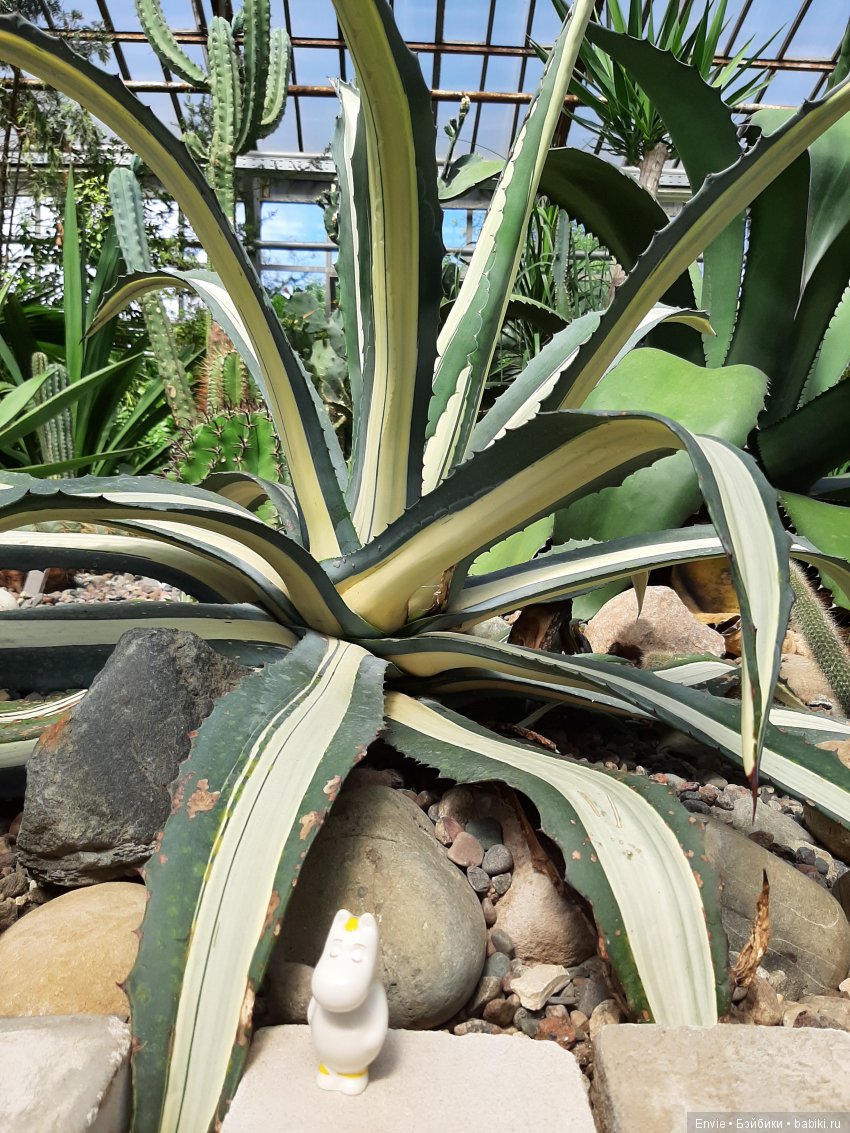 Фондовая оранжерея Главного ботанического сада им. Н. В. Цицина РАН (Московские тропики) и Фрекен Снорк