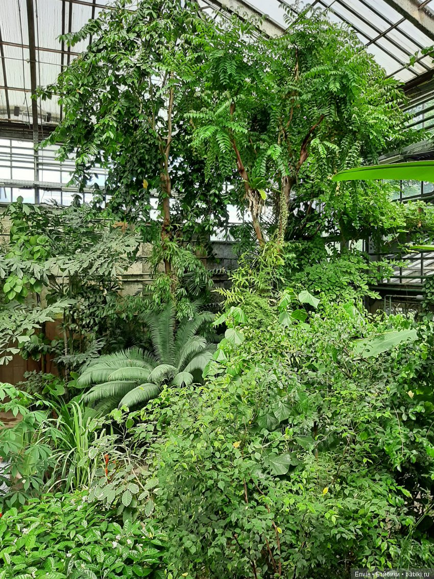 Фондовая оранжерея Главного ботанического сада им. Н. В. Цицина РАН (Московские тропики) и Фрекен Снорк (фото 7)