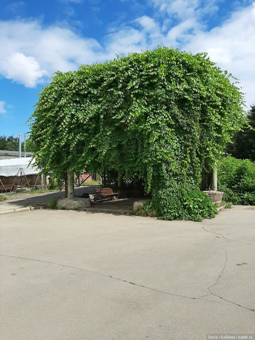 Фондовая оранжерея Главного ботанического сада им. Н. В. Цицина РАН (Московские тропики) и Фрекен Снорк (фото 4)