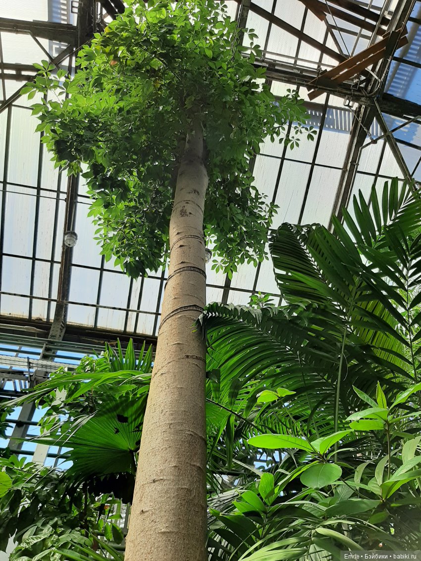 Фондовая оранжерея Главного ботанического сада им. Н. В. Цицина РАН (Московские тропики) и Фрекен Снорк (фото 9)