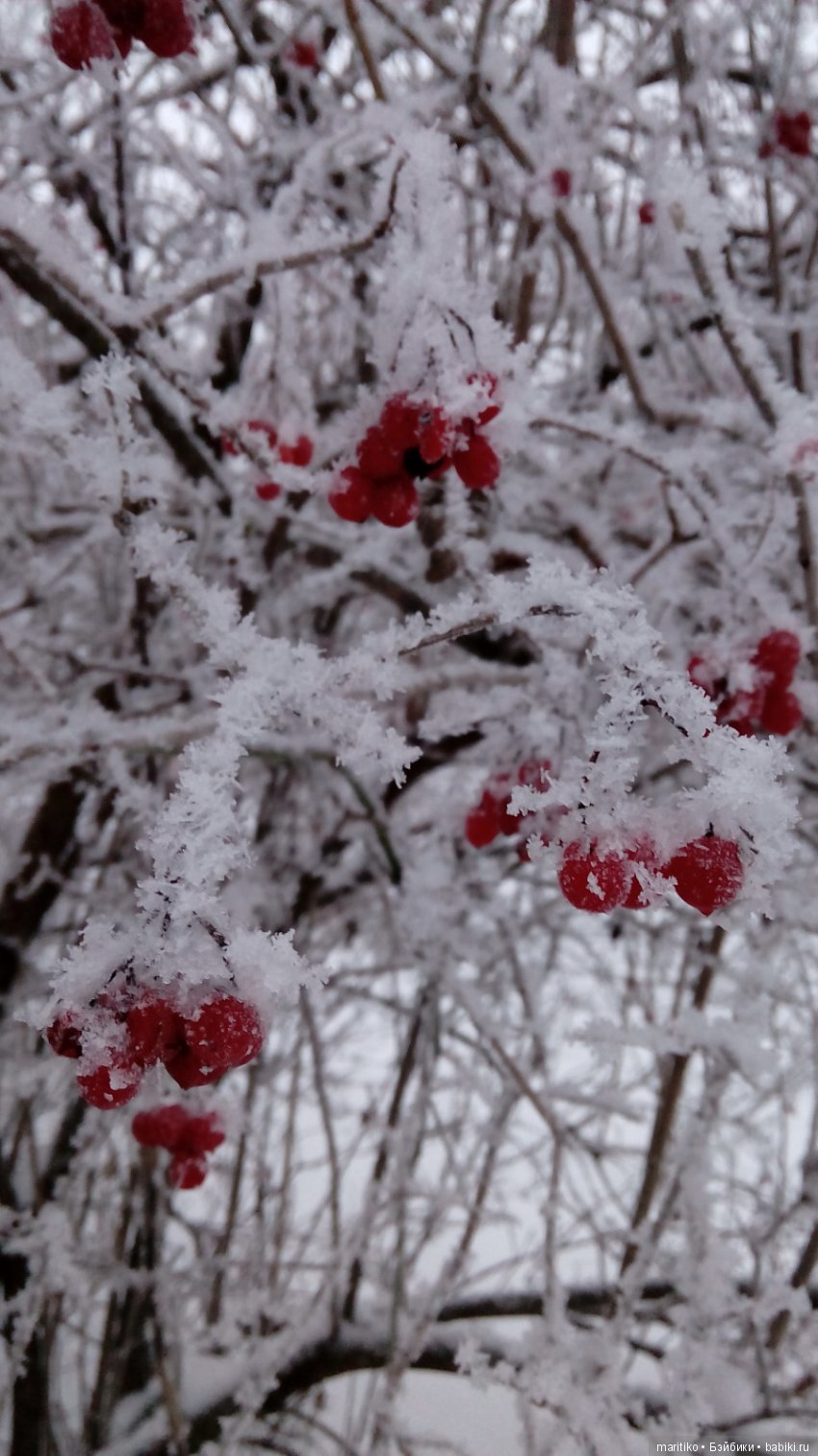 Предновогодняя сказка от Марфы Васильевны (фото 3)