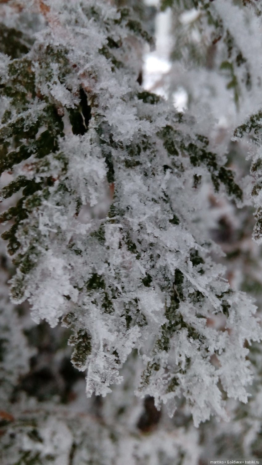 Предновогодняя сказка от Марфы Васильевны (фото 8)