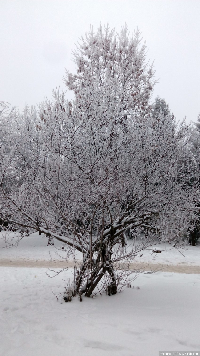 Предновогодняя сказка от Марфы Васильевны (фото 2)