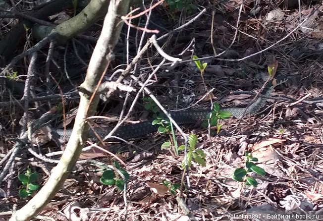 Новый ребенок в семье И дачные зарисовки