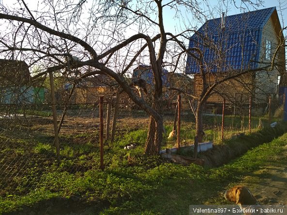 Новый ребенок в семье И дачные зарисовки