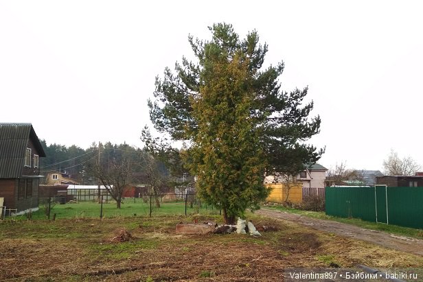 Новый ребенок в семье И дачные зарисовки