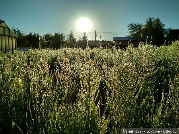 Дачные зарисовки — Болталка и разговоры обо всем: жизнь