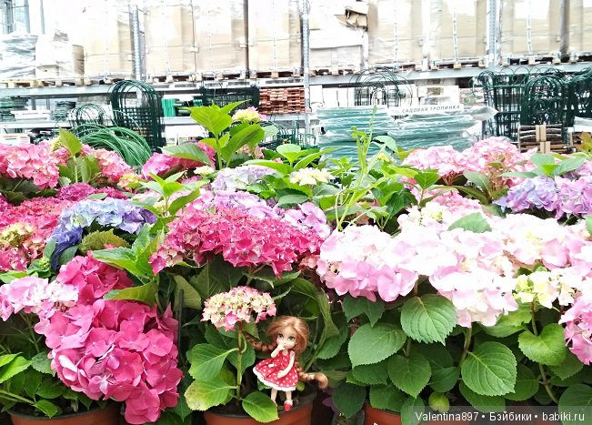 Как Даринка в ОБИ побывала