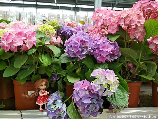 Как Даринка в ОБИ побывала