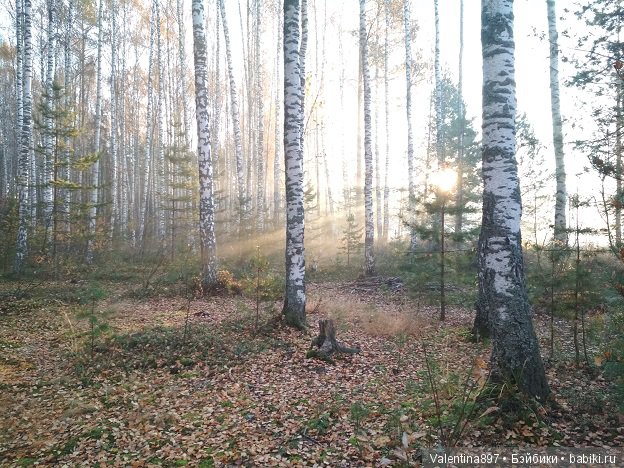 Дачные зарисовки))) Прогулка в лесу Радушки с Анюткой. И Алисы
