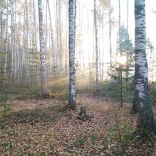 Дачные зарисовки))) Прогулка в лесу Радушки с Анюткой. И Алисы.