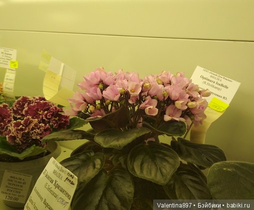 Даринка приглашает на выставку фиалок в Москве, часть вторая | Бэйбики Даринка приглашает на выставку фиалок в Москве, часть вторая (фото 6)