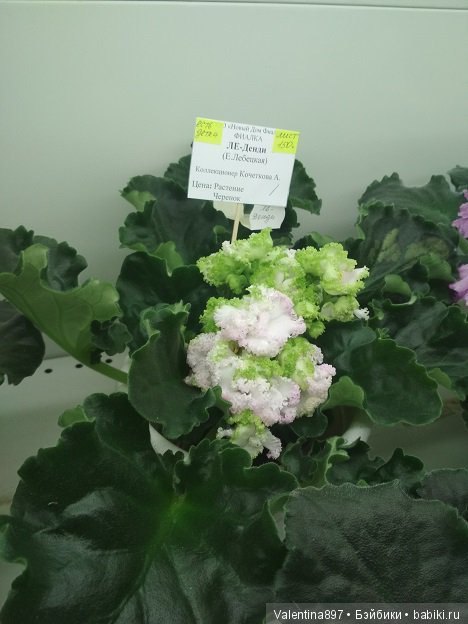 Даринка приглашает на выставку фиалок в Москве, часть вторая | Бэйбики Даринка приглашает на выставку фиалок в Москве, часть вторая