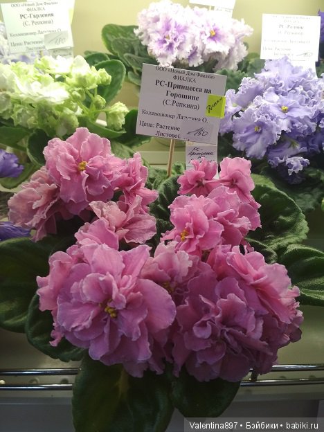 Даринка приглашает на выставку фиалок в Москве, часть вторая | Бэйбики Даринка приглашает на выставку фиалок в Москве, часть вторая