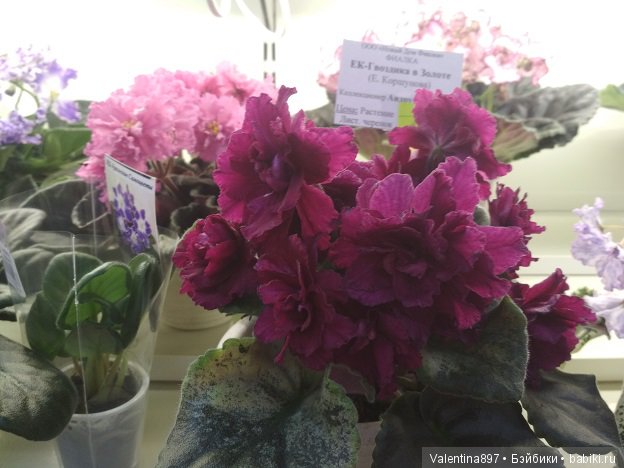 Даринка приглашает на выставку фиалок в Москве, часть вторая | Бэйбики Даринка приглашает на выставку фиалок в Москве, часть вторая