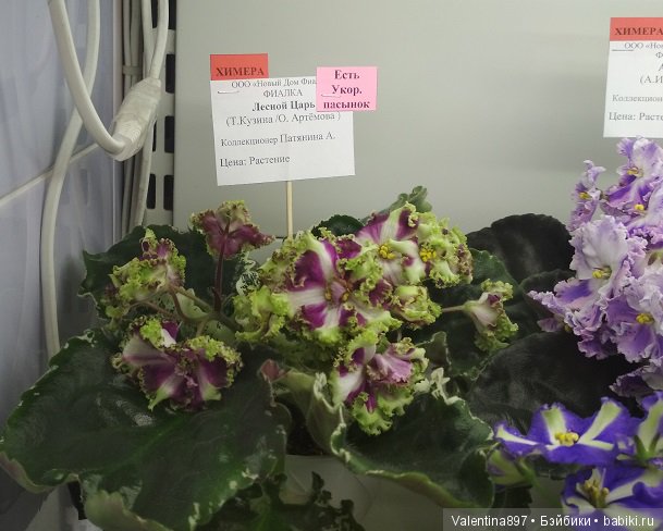 Даринка приглашает на выставку фиалок в Москве | Бэйбики Даринка приглашает на выставку фиалок в Москве (фото 9)