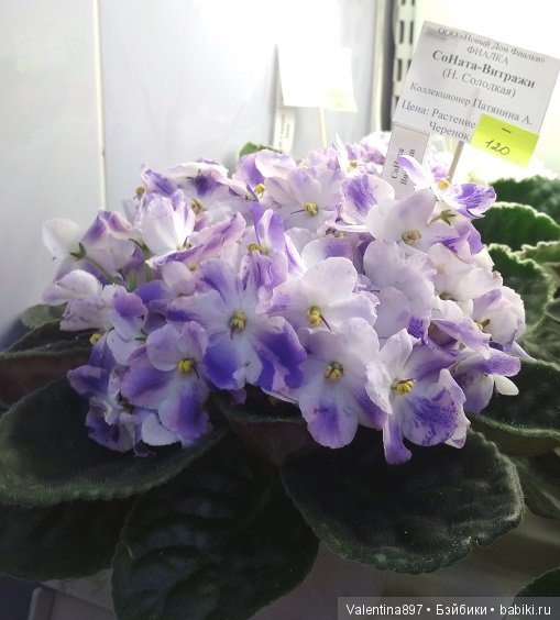 Даринка приглашает на выставку фиалок в Москве | Бэйбики Даринка приглашает на выставку фиалок в Москве (фото 7)