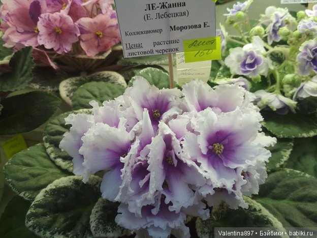 Даринка приглашает на выставку фиалок в Москве | Бэйбики Даринка приглашает на выставку фиалок в Москве