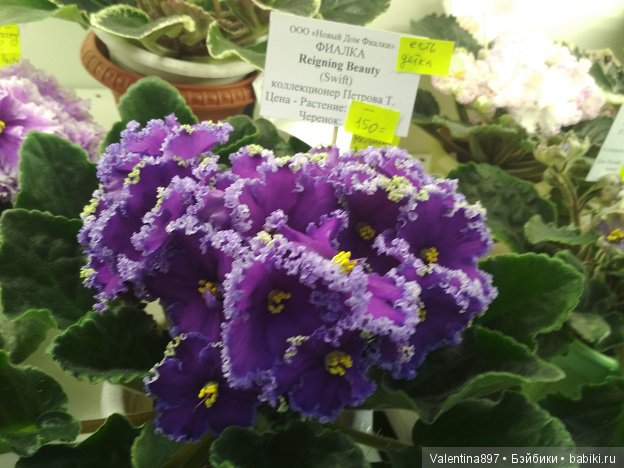 Даринка приглашает на выставку фиалок в Москве | Бэйбики Даринка приглашает на выставку фиалок в Москве