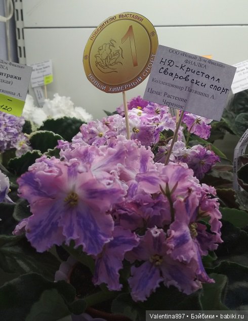 Даринка приглашает на выставку фиалок в Москве | Бэйбики Даринка приглашает на выставку фиалок в Москве (фото 6)