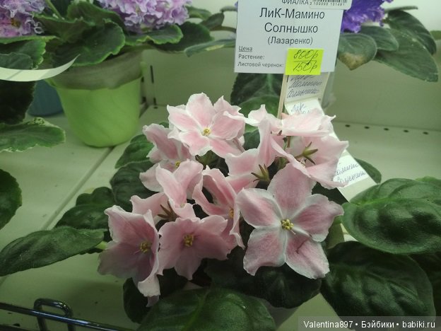 Даринка приглашает на выставку фиалок в Москве | Бэйбики Даринка приглашает на выставку фиалок в Москве