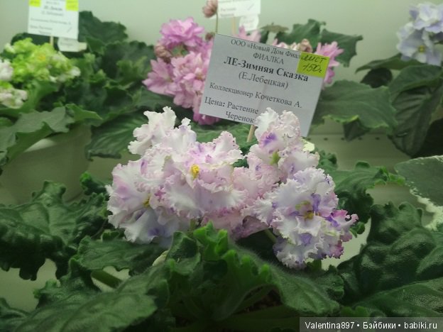 Даринка приглашает на выставку фиалок в Москве, часть вторая | Бэйбики Даринка приглашает на выставку фиалок в Москве, часть вторая