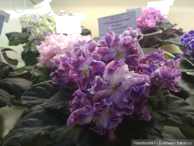 Даринка приглашает на выставку фиалок в Москве | Бэйбики Даринка приглашает на выставку фиалок в Москве