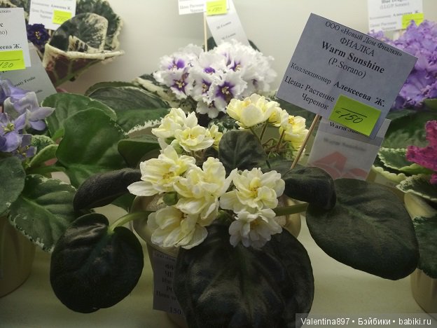 Даринка приглашает на выставку фиалок в Москве, часть вторая | Бэйбики Даринка приглашает на выставку фиалок в Москве, часть вторая