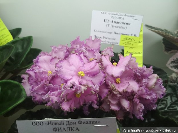 Даринка приглашает на выставку фиалок в Москве, часть вторая | Бэйбики Даринка приглашает на выставку фиалок в Москве, часть вторая