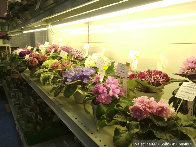 Даринка приглашает на выставку фиалок в Москве, часть вторая | Бэйбики Даринка приглашает на выставку фиалок в Москве, часть вторая (фото 7)