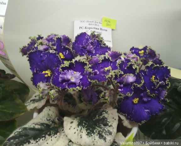 Даринка приглашает на выставку фиалок в Москве, часть вторая | Бэйбики Даринка приглашает на выставку фиалок в Москве, часть вторая