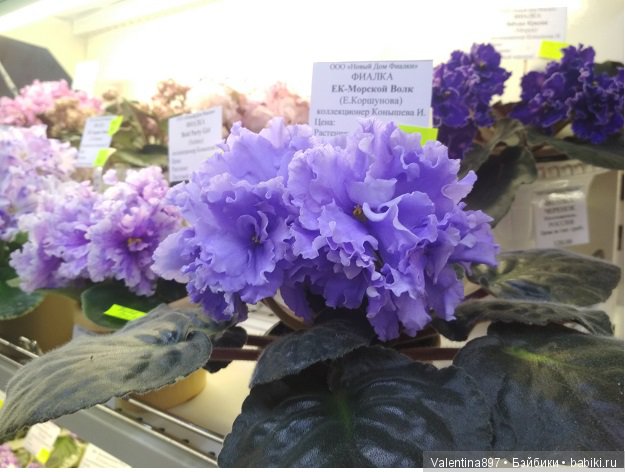 Даринка приглашает на выставку фиалок в Москве, часть вторая | Бэйбики Даринка приглашает на выставку фиалок в Москве, часть вторая