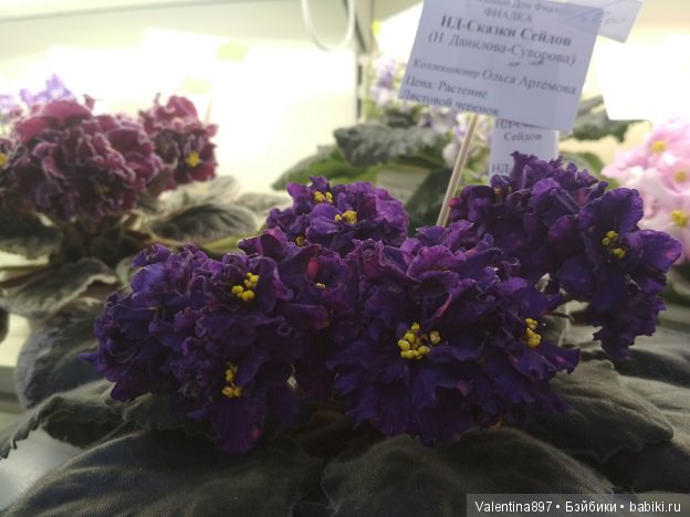 Даринка приглашает на выставку фиалок в Москве | Бэйбики Даринка приглашает на выставку фиалок в Москве