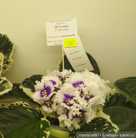 Даринка приглашает на выставку фиалок в Москве, часть вторая | Бэйбики Даринка приглашает на выставку фиалок в Москве, часть вторая