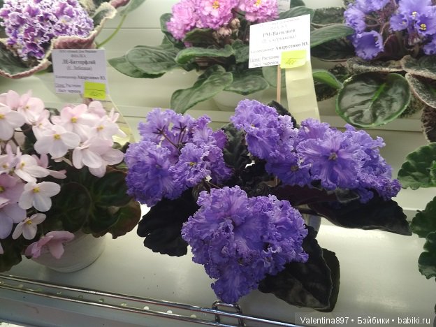 Даринка приглашает на выставку фиалок в Москве, часть вторая | Бэйбики Даринка приглашает на выставку фиалок в Москве, часть вторая