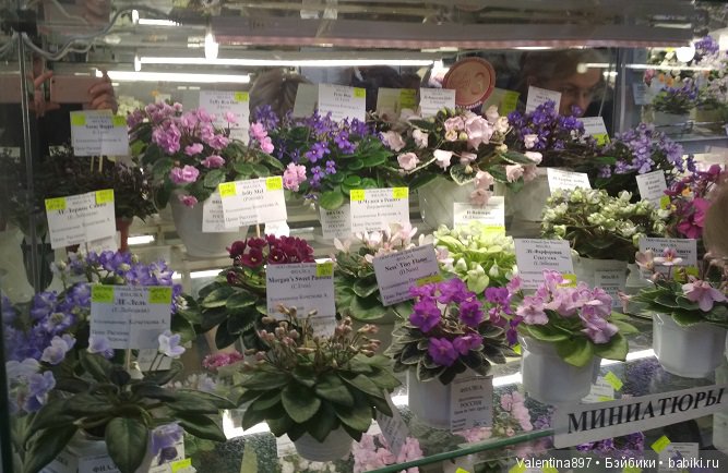 Даринка приглашает на выставку фиалок в Москве | Бэйбики Даринка приглашает на выставку фиалок в Москве