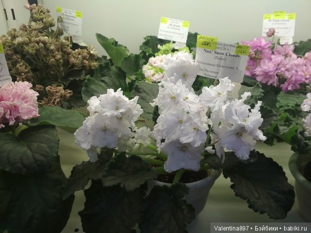 Даринка приглашает на выставку фиалок в Москве, часть вторая | Бэйбики Даринка приглашает на выставку фиалок в Москве, часть вторая