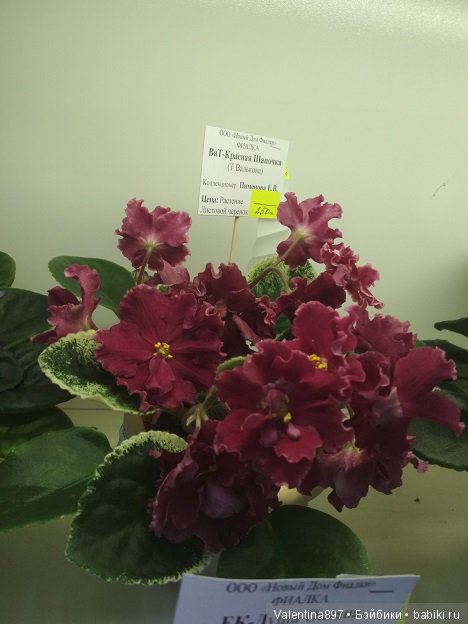 Даринка приглашает на выставку фиалок в Москве, часть вторая | Бэйбики Даринка приглашает на выставку фиалок в Москве, часть вторая