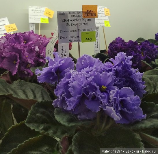Даринка приглашает на выставку фиалок в Москве | Бэйбики Даринка приглашает на выставку фиалок в Москве (фото 8)