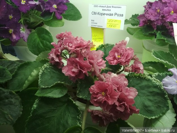 Даринка приглашает на выставку фиалок в Москве | Бэйбики Даринка приглашает на выставку фиалок в Москве