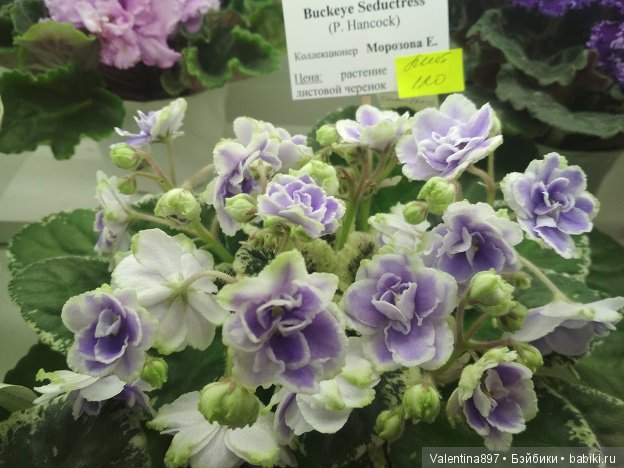 Даринка приглашает на выставку фиалок в Москве | Бэйбики Даринка приглашает на выставку фиалок в Москве